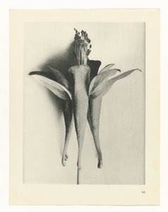Plant Study (Urformen der Kunst series)