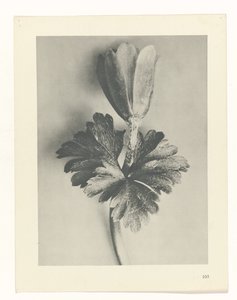 Plant Study (Urformen der Kunst series)