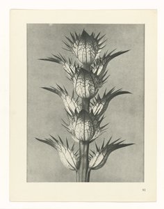 Plant Study (Urformen der Kunst series) by Karl Blossfeldt