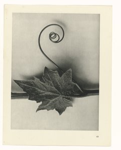 Plant Study (Urformen der Kunst series) by Karl Blossfeldt