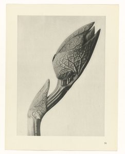 Plant Study (Urformen der Kunst series) by Karl Blossfeldt