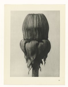 Plant Study (Urformen der Kunst series)