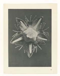 Plant Study (series title: Urformen der Kunst) by Karl Blossfeldt