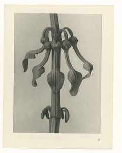 Plant Study (series title: Urformen der Kunst) by Karl Blossfeldt