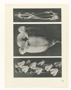 Plant Study (series title: Urformen der Kunst) by Karl Blossfeldt