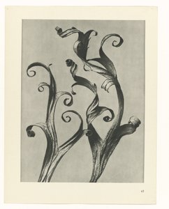 Plant Study (series title: Urformen der Kunst) by Karl Blossfeldt