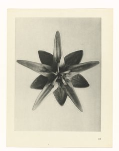 Plant Study (series title: Urformen der Kunst)