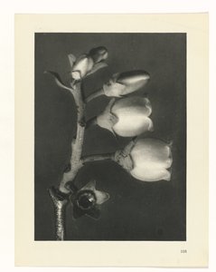Plant Study (series title: Urformen der Kunst)