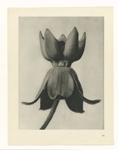 Plant Study (series title: Urformen der Kunst) by Karl Blossfeldt