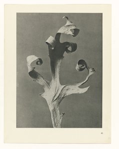 Plant Study (series title: Urformen der Kunst) by Karl Blossfeldt