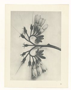 Plant Study (series title: Urformen der Kunst) by Karl Blossfeldt