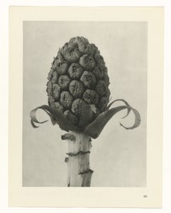 Plant Study (series title: Urformen der Kunst)