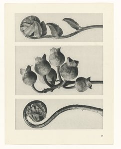 Plant Study (series title: Urformen der Kunst)