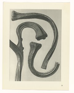 Plant Study (series title: Urformen der Kunst) by Karl Blossfeldt
