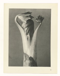 Plant Study (series title: Urformen der Kunst) by Karl Blossfeldt