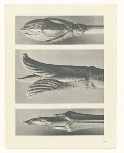 Plant Study (series title) by Karl Blossfeldt
