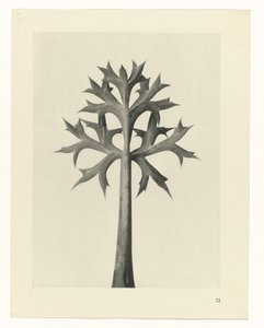 Plant Study (series title) by Karl Blossfeldt