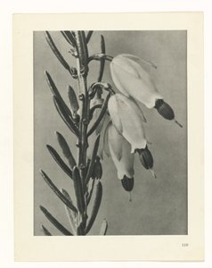Plant Study (series title) by Karl Blossfeldt