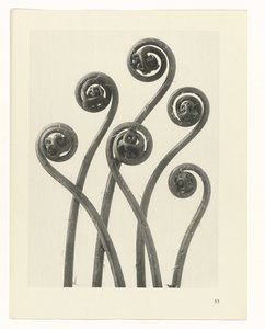 Plant Study (series title)