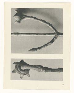 Plant Study (series title)