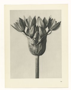 Plant Study (series title) by Karl Blossfeldt