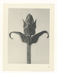 Plant Study (Urformen der Kunst series) by Karl Blossfeldt
