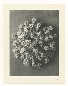 Plant Study (Urformen der Kunst series) by Karl Blossfeldt