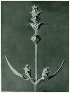 Salvia