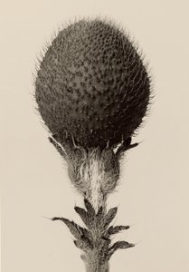 Thorned Bulbous Plant by Karl Blossfeldt