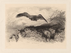Eagle in Flight