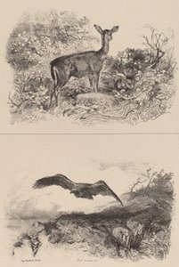 Deer, Eagle