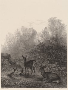 Deer at Rest