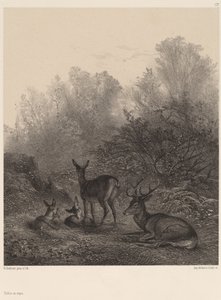 Resting Deer