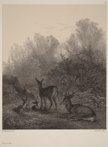Deer at Rest by Karl Bodmer