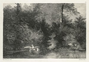 Ducks by Karl Bodmer