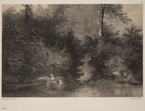 Ducks by Karl Bodmer