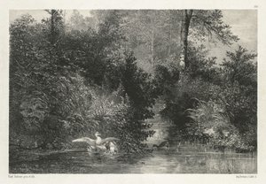 Ducks by Karl Bodmer