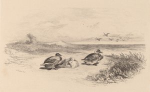 Wild Ducks