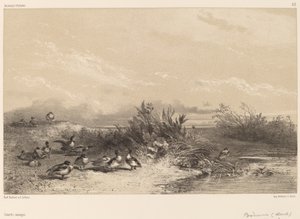 Wild Ducks by Karl Bodmer