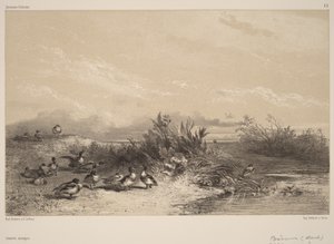 Wild Ducks by Karl Bodmer