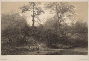 Wild Ducks by Karl Bodmer