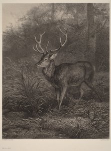 Ten-Point Stag