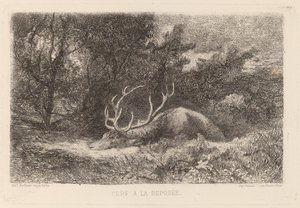 Resting Deer by Karl Bodmer