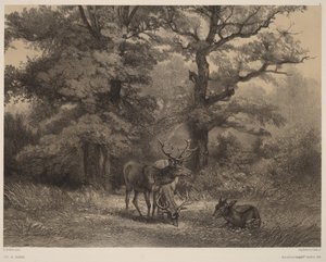 Deer at the Feeding Ground by Karl Bodmer