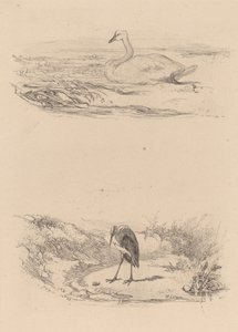 Swan, Heron