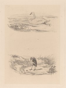 Swan, Heron