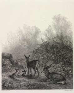 Deer at Rest