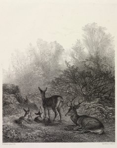 Deer at Rest