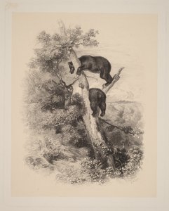 Two Bears by Karl Bodmer