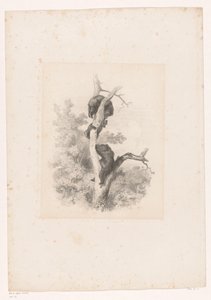 Three Bears in a Tree Landscapes with Animals (series title) by Karl Bodmer